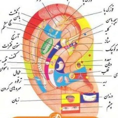 مژگان مرادی