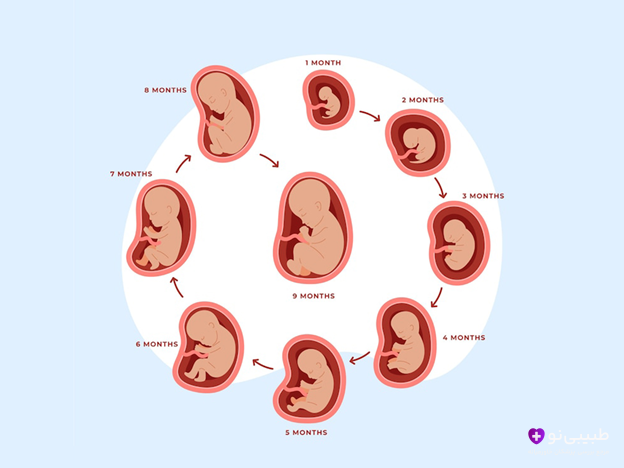 بارداریتو بهتر مدیریت کن! ابزار دقیق محاسبه هفته بارداری و پیشبینی تاریخ زایمان، مخصوص مادران باردار و برنامهریزان تولد.