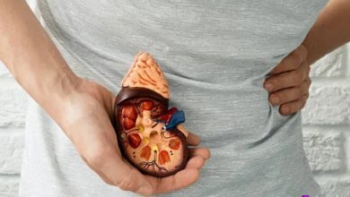 فردی که مدل آناتومی کلیه را در دست نگه داشته و دست دیگر روی ناحیه کمر، نشان‌دهنده درد کلیوی.